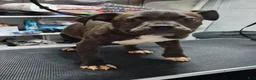 American Bully dogs for sale: American Bully 1 - Ad 2