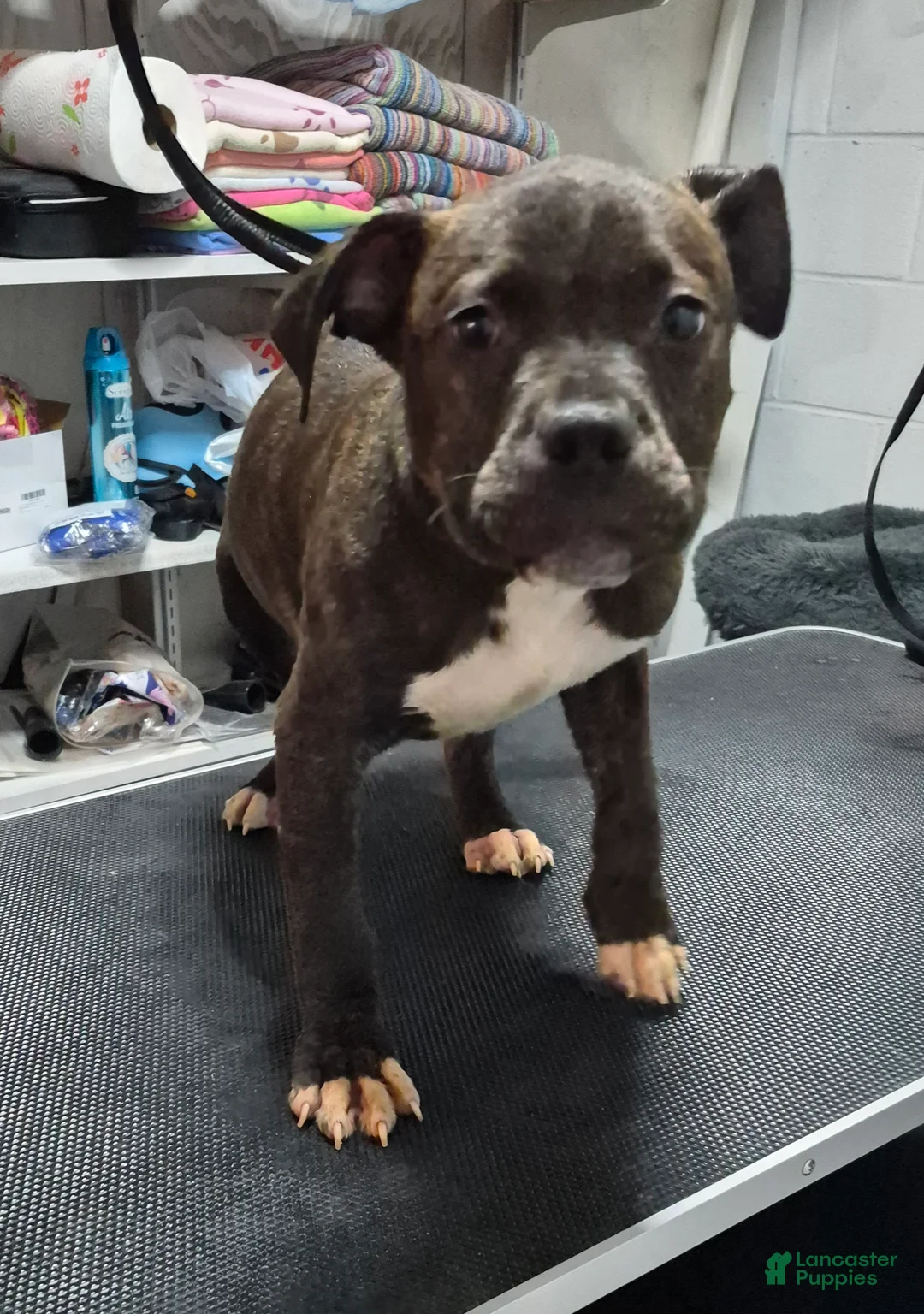 American Bully dogs for sale: American Bully 1 - Ad 2