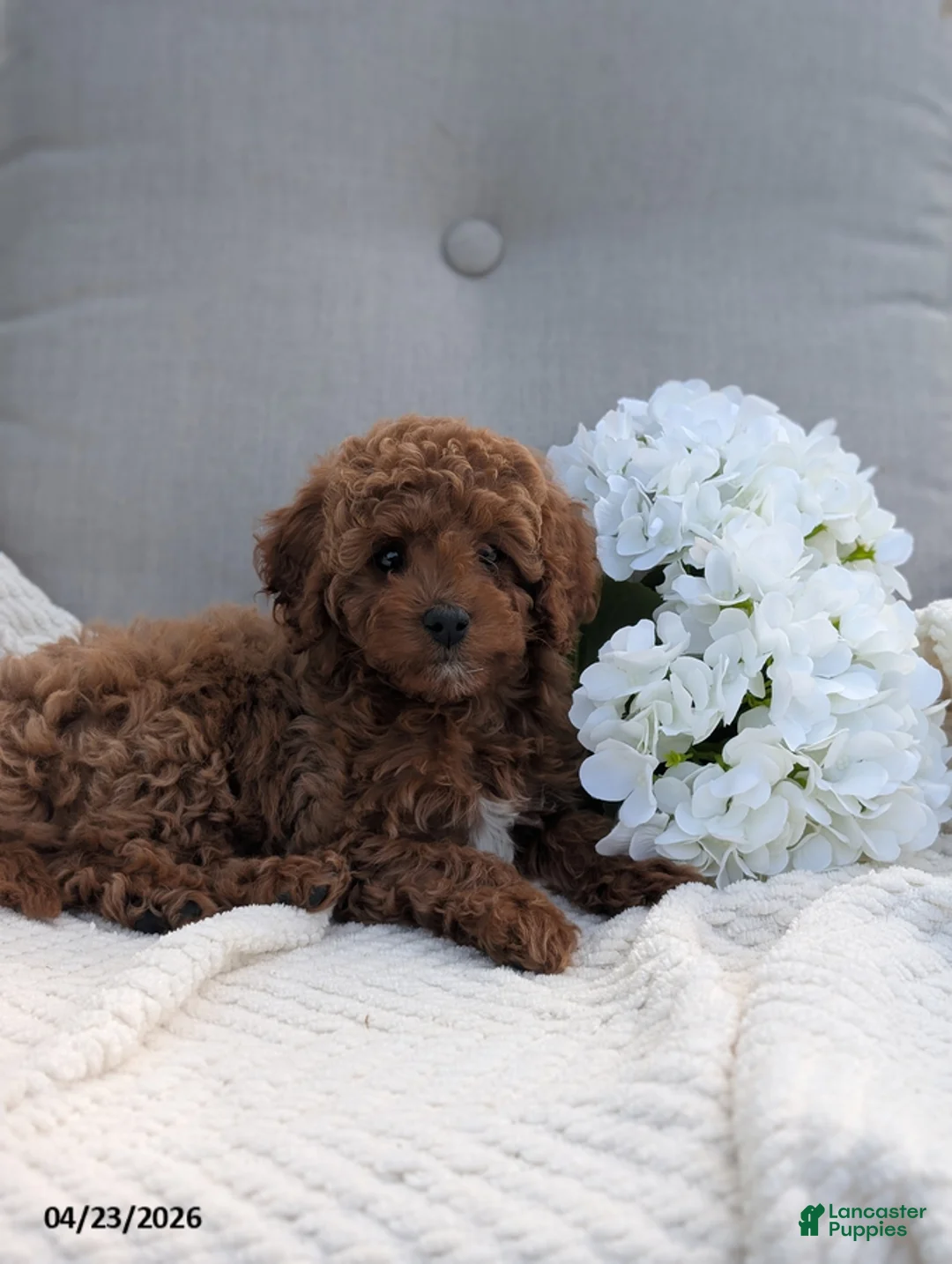 Cavapoo dogs for sale: Abby - Ad 3
