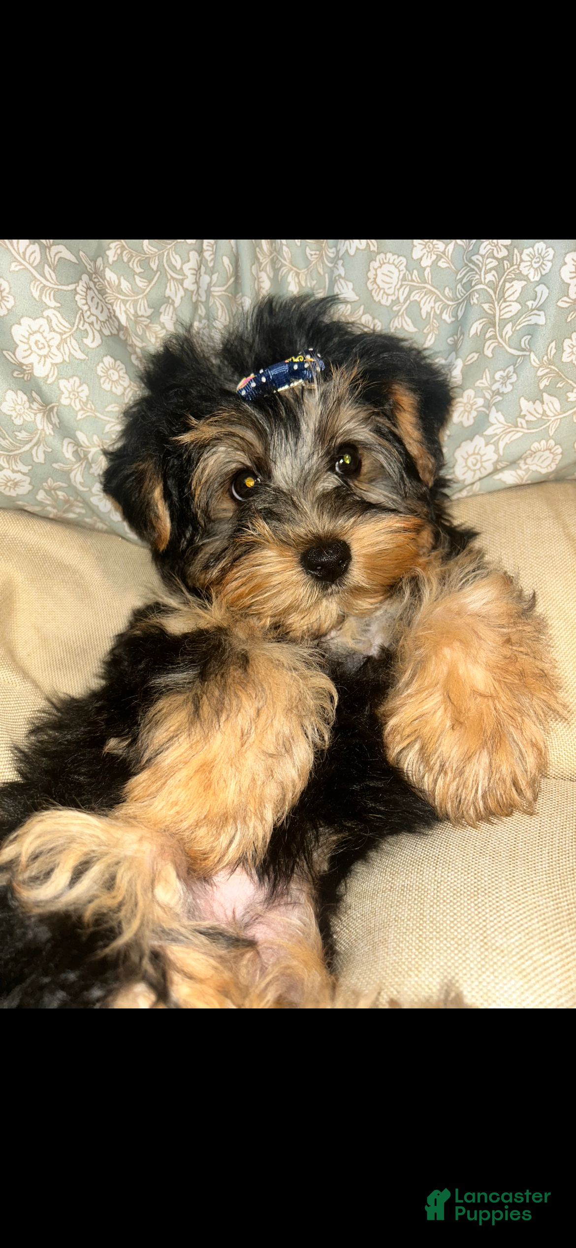 Yorkshire Terrier dogs Yorkshire Terrier Puppy 1 - Ad 11