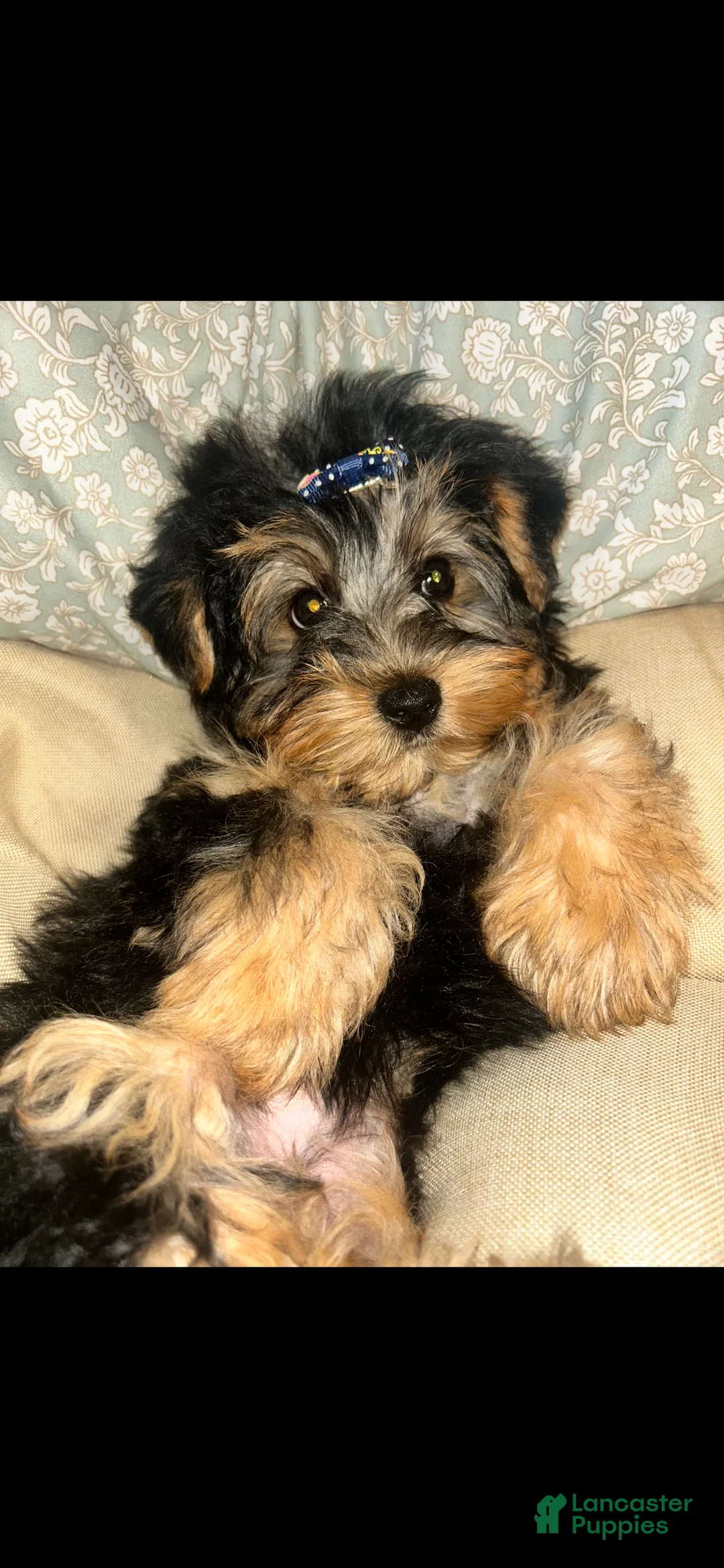Yorkshire Terrier dogs for sale: Yorkshire Terrier Puppy 1 - Ad 1