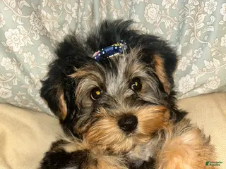 Yorkshire Terrier dogs Yorkshire Terrier Puppy 1 - Ad 8