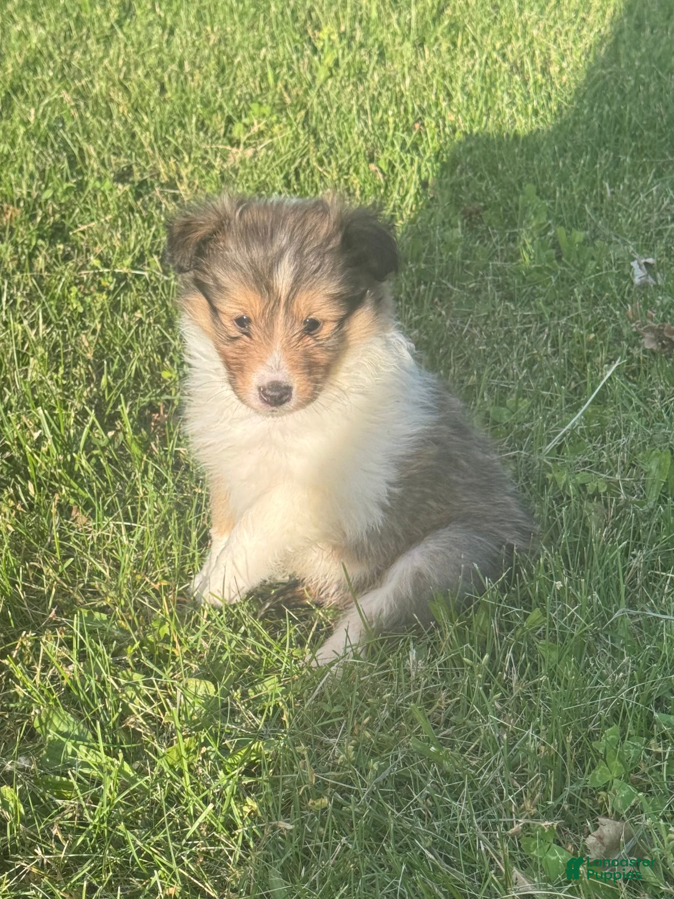 Shetland Sheepdog dogs Hai Hai (Hail) - Ad 20