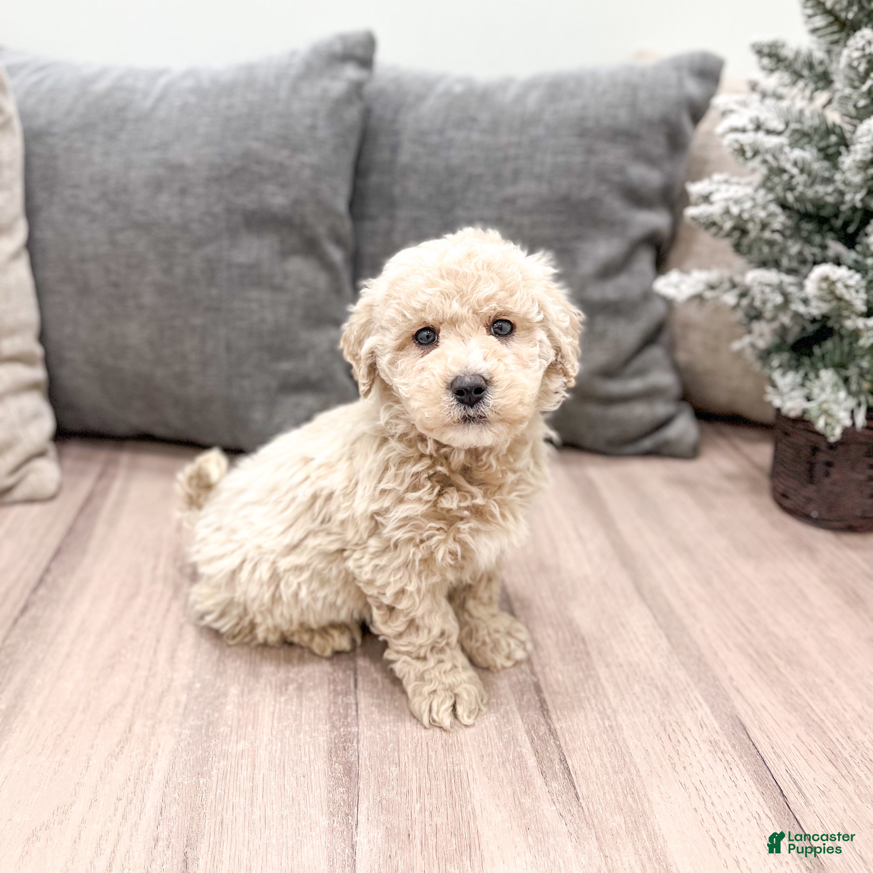 Goldendoodle dogs Prancer - Ad 3