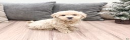 Goldendoodle dogs for sale: Prancer - Ad 1