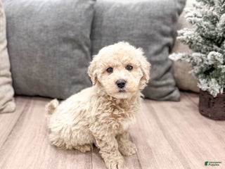 Goldendoodle dogs Prancer - Ad 3
