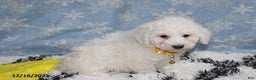 Bichon Frise dogs for sale: Rory - Ad 5
