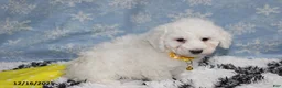 Bichon Frise dogs for sale: Rory - Ad 25