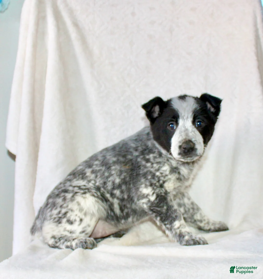 Australian Cattle Dog dogs for sale: Reba - Ad 6