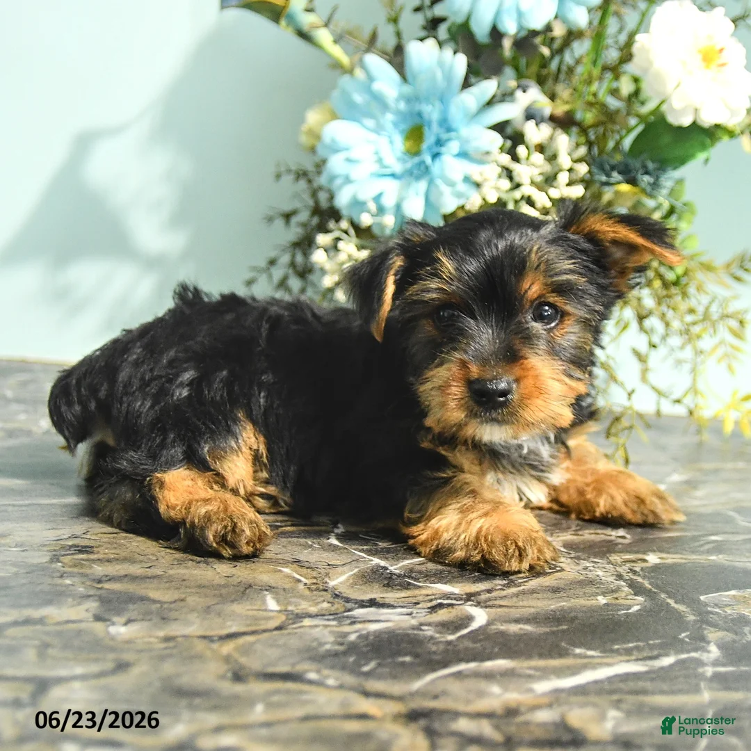 Yorkshire Terrier dogs for sale: Roy  - Ad 3