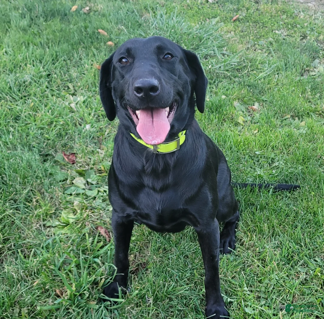 Labrador Retriever dogs for sale: Yellow Female Pink collar - Ad 3