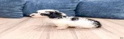 Yorkiepoo dogs for sale: Benson - Ad 7
