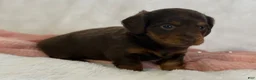 Miniature Dachshund dogs for sale: Gina - Ad 5
