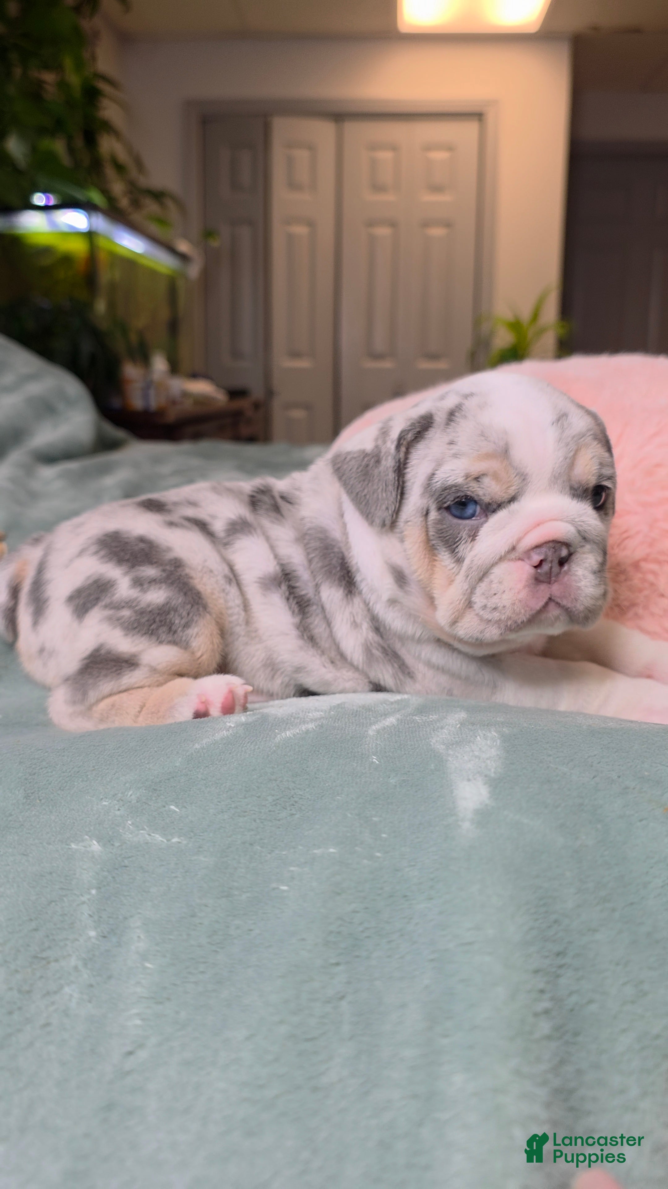 English Bulldog dogs for sale: Betty - Ad 2