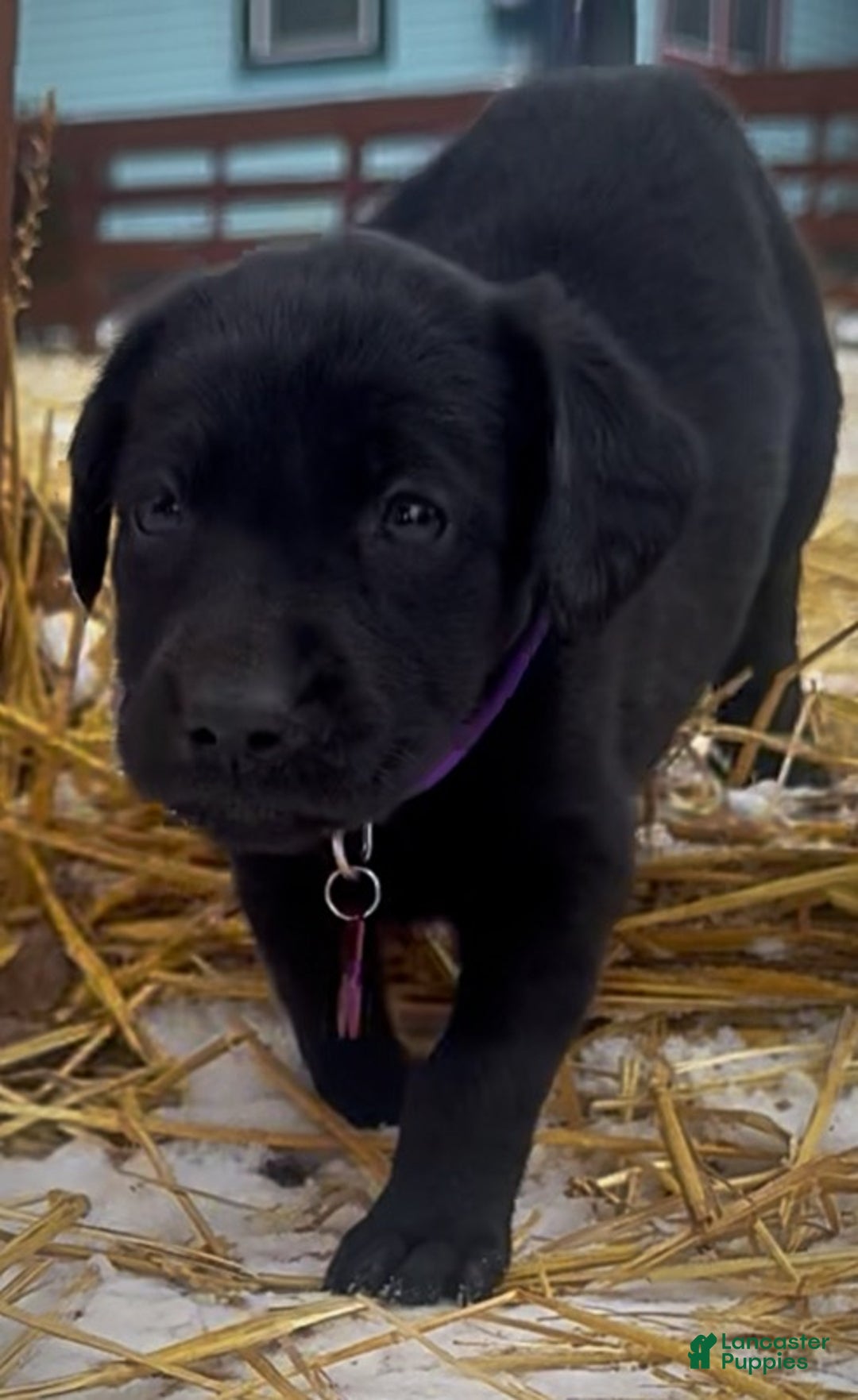Labrador Retriever dogs for sale: Labrador Retriever Puppy 1 - Ad 5