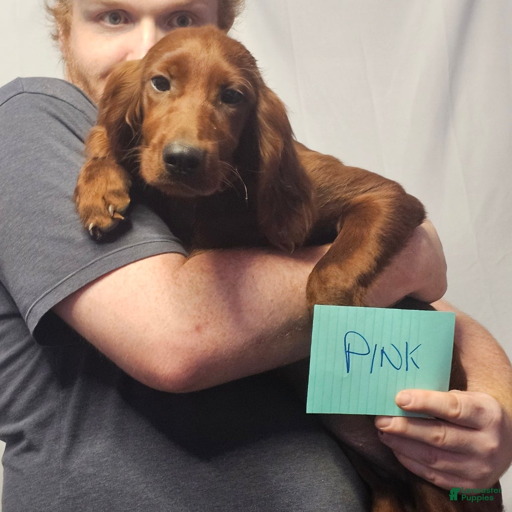 Irish Setter dogs Irish Setter Pink Collar - Ad 14