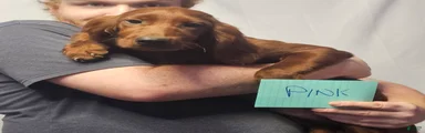 Irish Setter Pink Collar