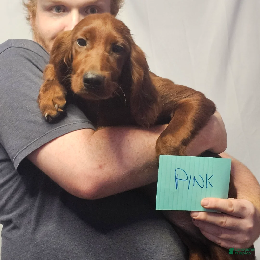 Irish Setter dogs for sale: Irish Setter Pink Collar - Ad 1