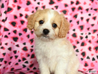 Cavachon dogs Beau - Ad 7