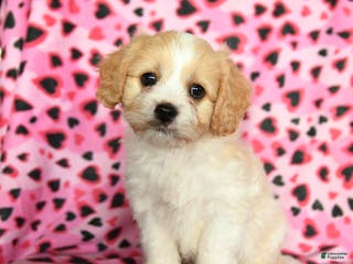 Cavachon dogs Beau - Ad 4