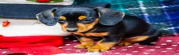 Miniature Dachshund dogs for sale: Annie - Ad 1
