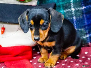 Miniature Dachshund dogs Annie - Ad 25