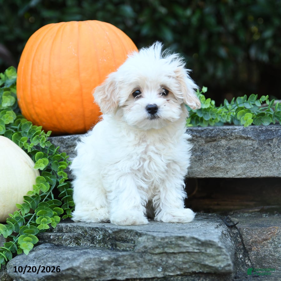 Maltipoo dogs Xerxes - Ad 2