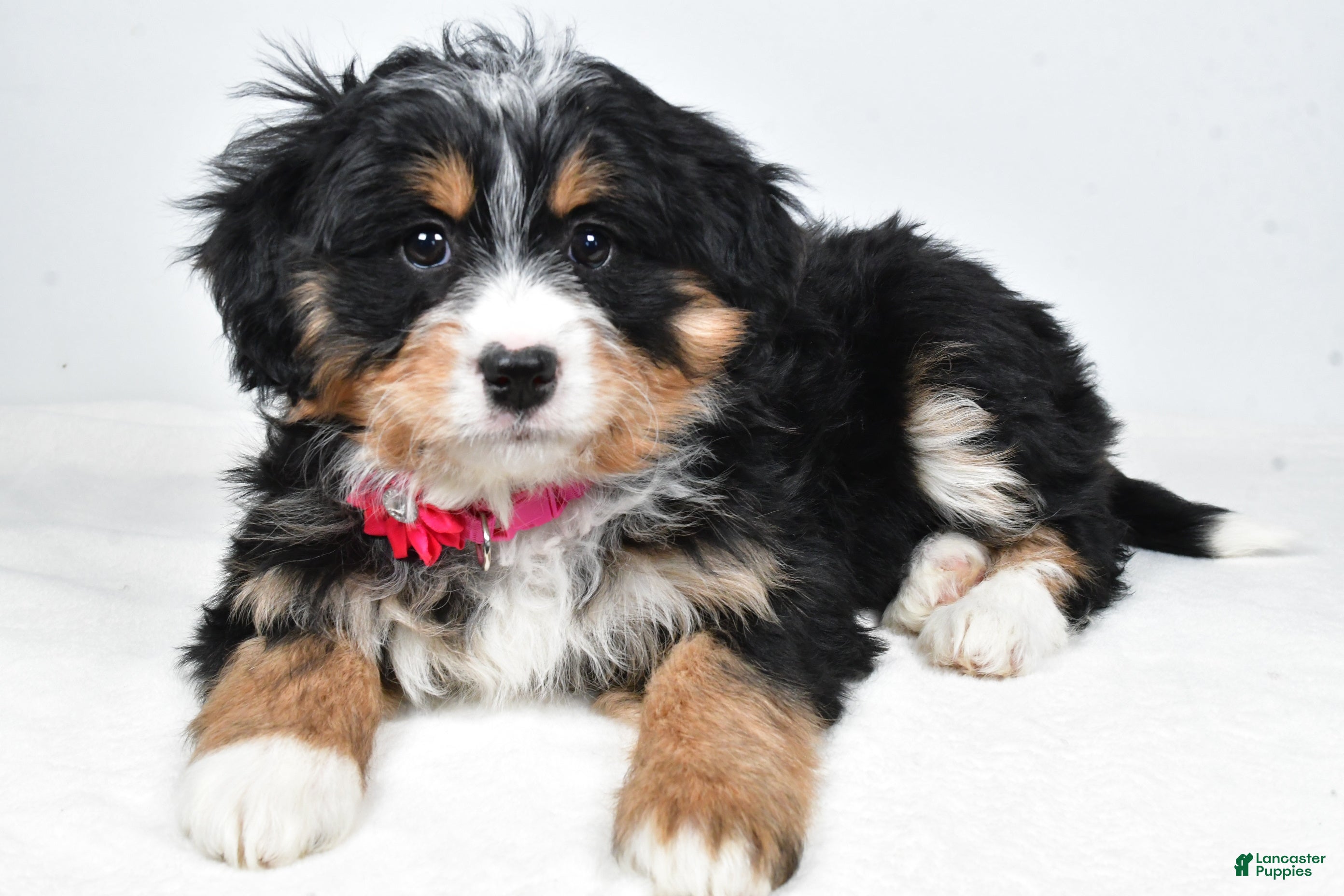 Mini Bernedoodle dogs Alisha - Ad 1