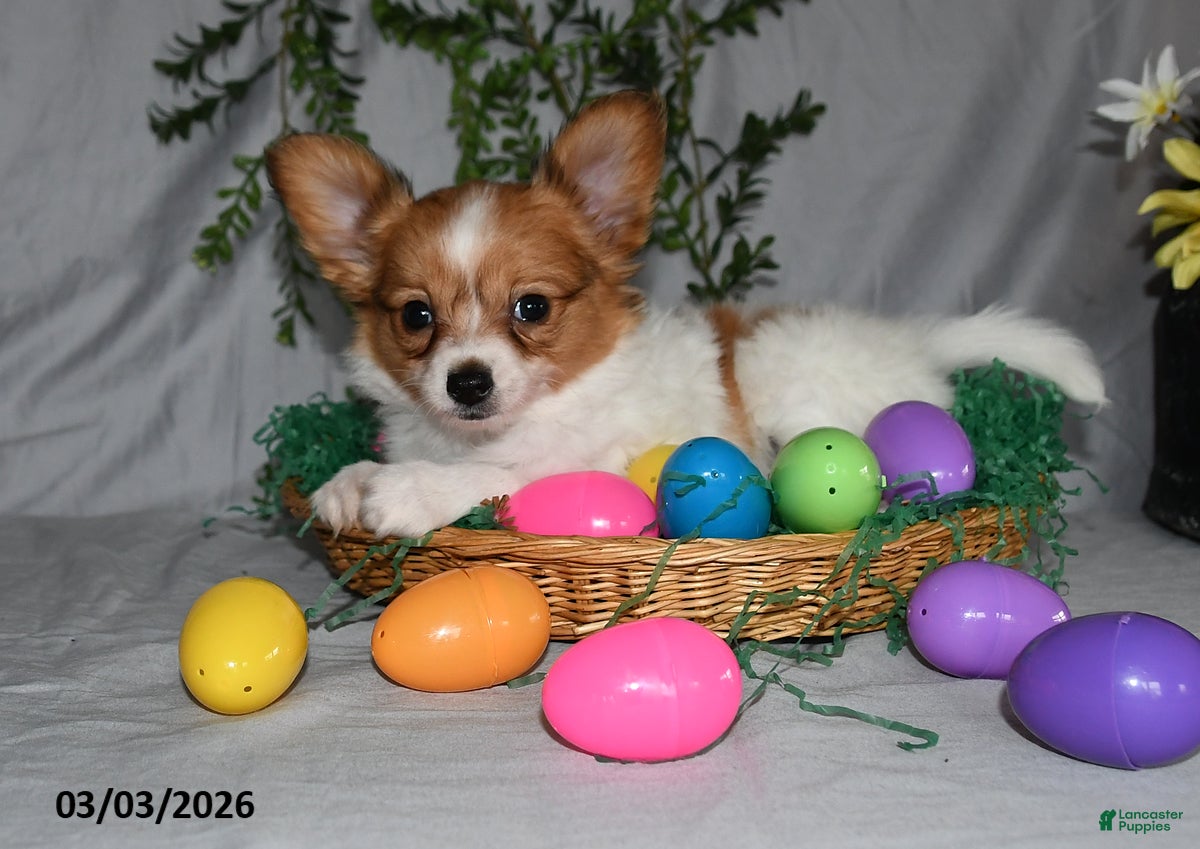 Papillon dogs Bitsy - Ad 2