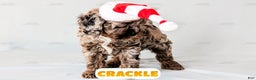 Cockapoo dogs for sale: Crackle - Ad 3