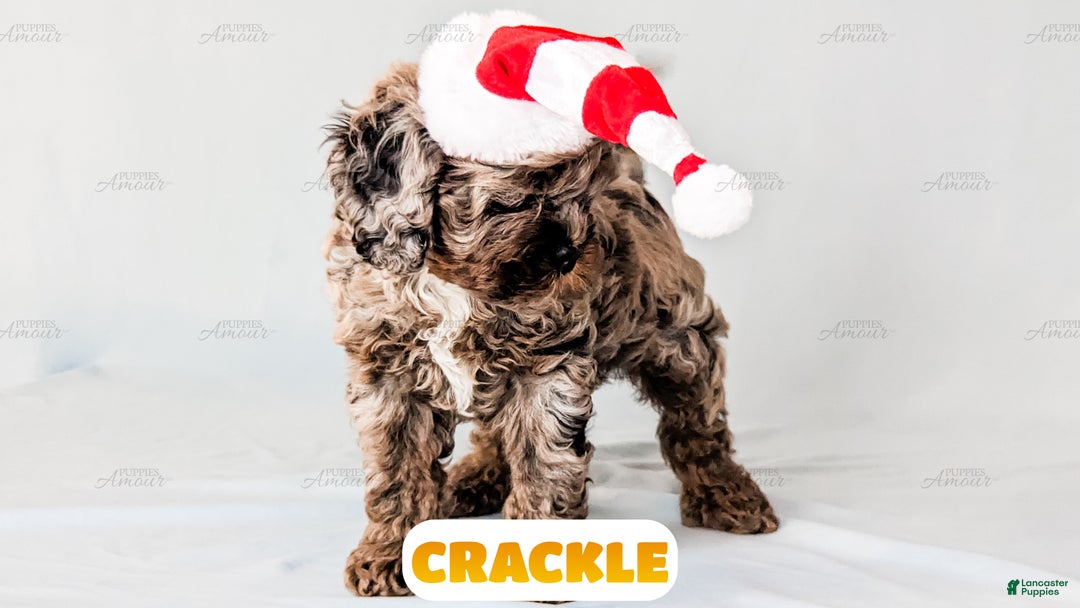 Cockapoo dogs for sale: Crackle - Ad 3