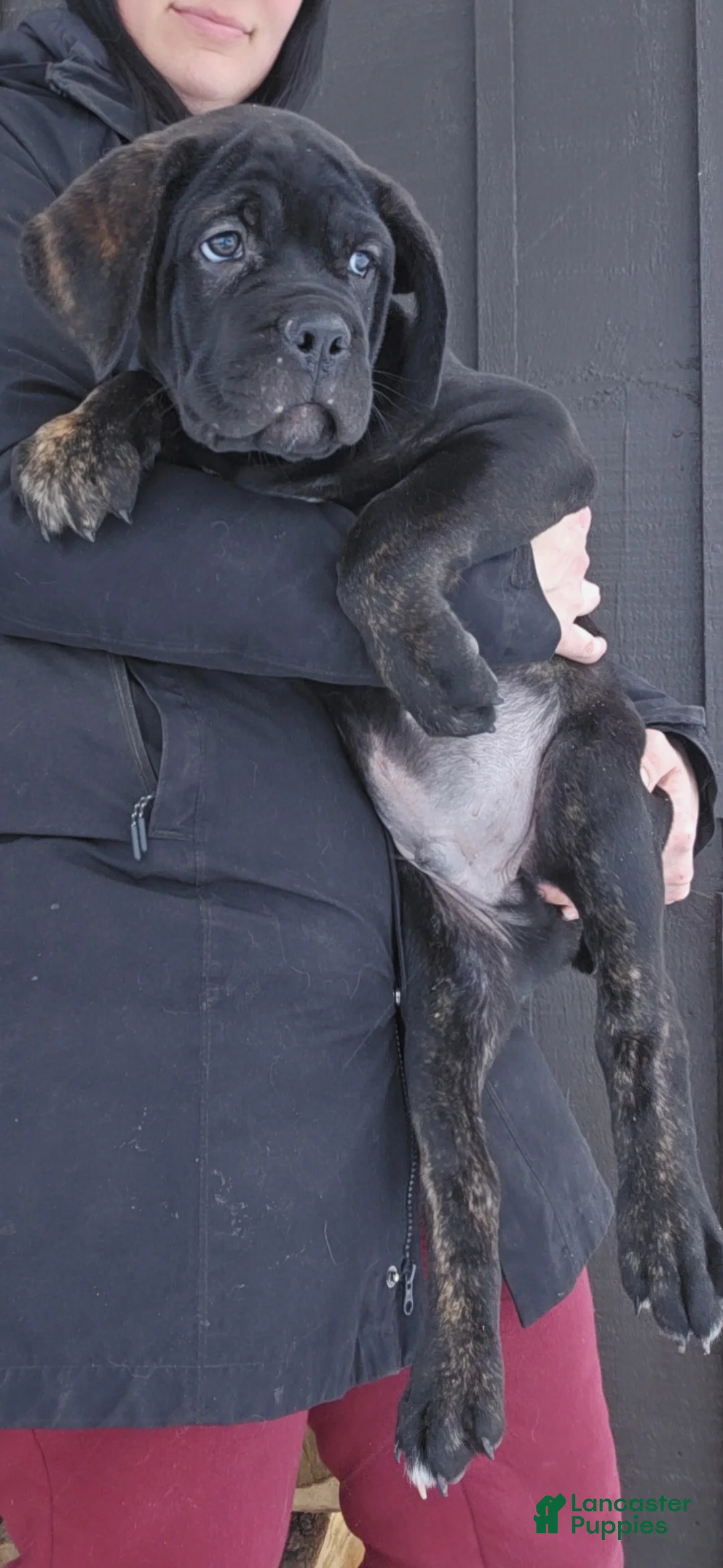 Cane Corso dogs for sale: ICCF Luigi  - Ad 2