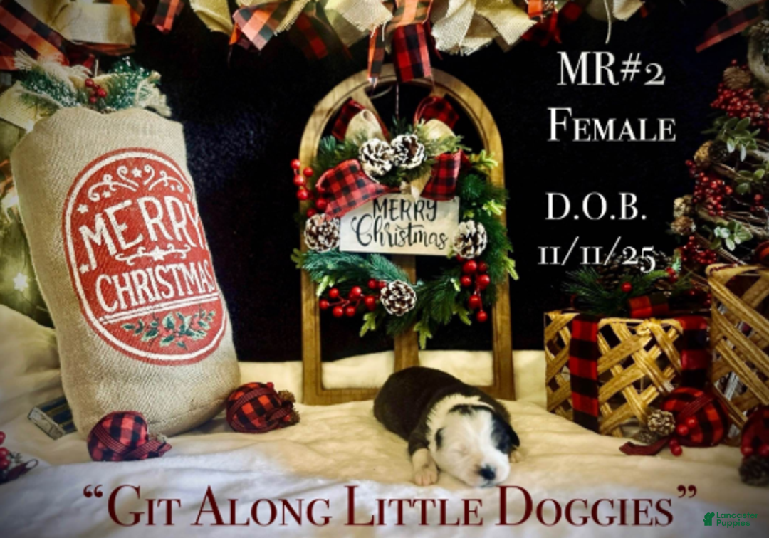 Australian Shepherd dogs for sale: MR#2 - Ad 5