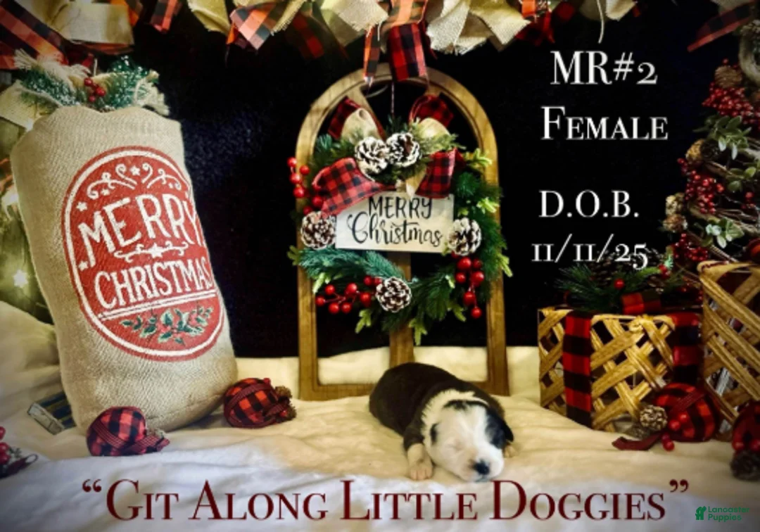 Australian Shepherd dogs for sale: MR#2 - Ad 5