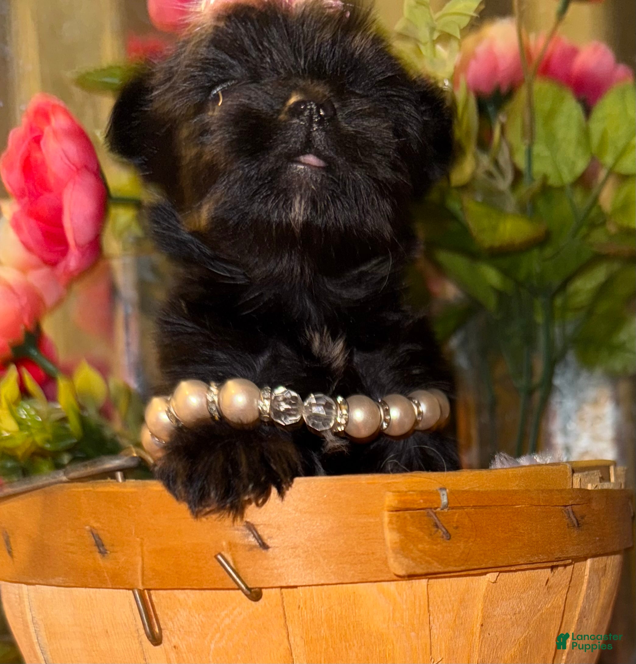 Yorkshire Terrier dogs Yorkshire Terrier Puppy 4 - Ad 2