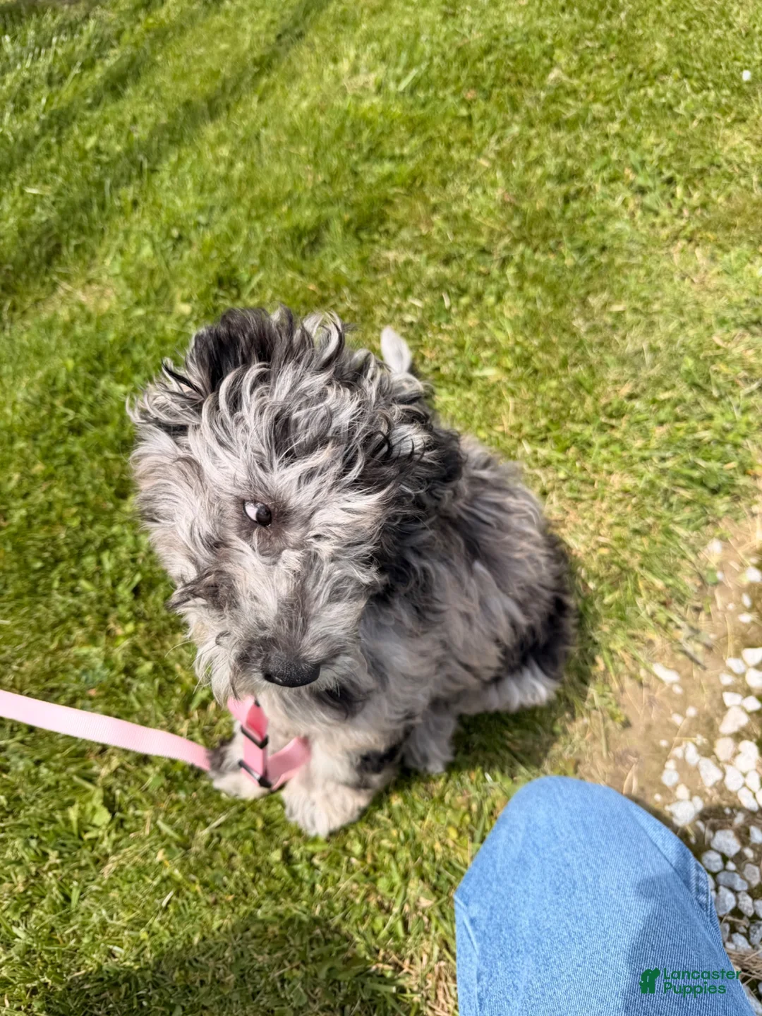 Double Doodle dogs for sale: Double Doodle 1 - Ad 6