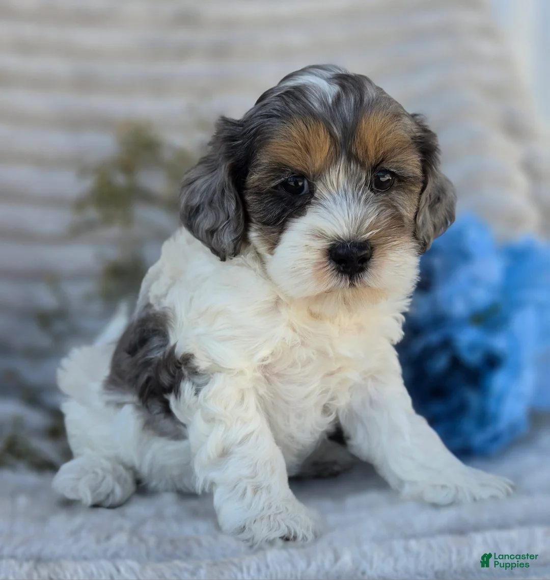 Shihpoo dogs for sale: Patches - Ad 2