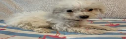 Bichon Frise dogs for sale: Bichon Frise blue - Ad 14