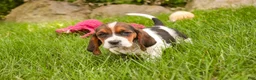 Basset Hound dogs for sale: Marlowe - Ad 7