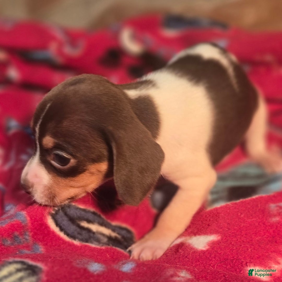 Beagle dogs for sale: Nutmeg Queen Elizabeth Pocket Beagle - Ad 4