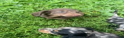 Miniature Dachshund dogs for sale: Scarlet  - Ad 3
