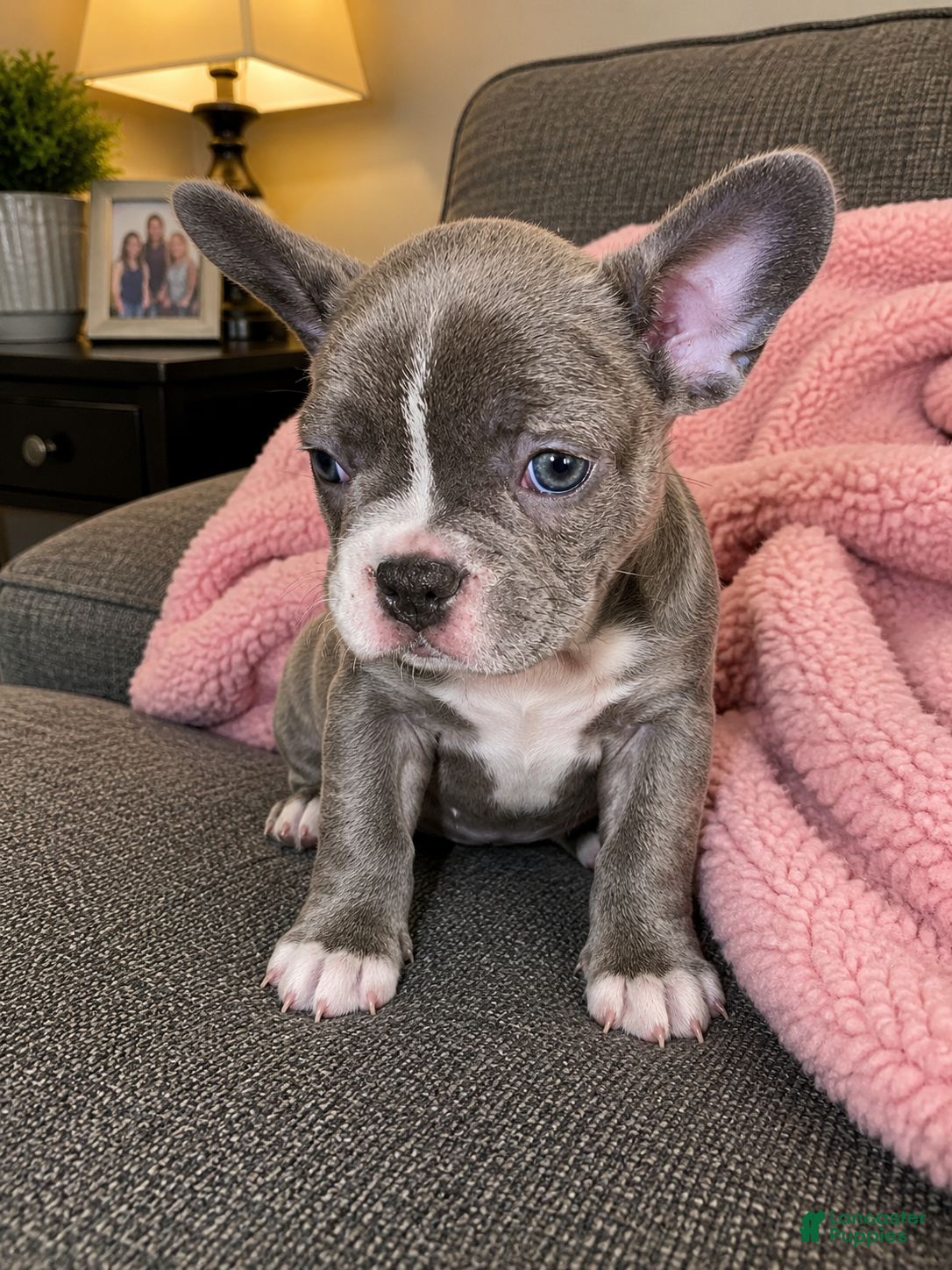 Frenchton dogs Pink  - Ad 3