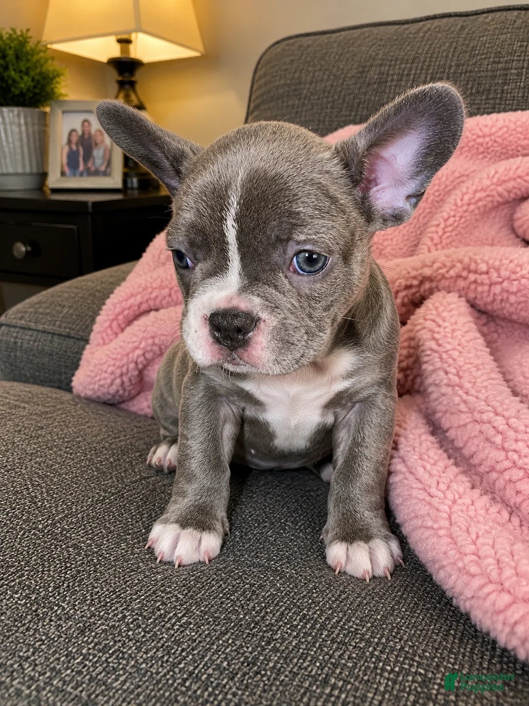 Frenchton dogs for sale: Pink  - Ad 1