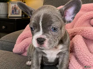 Frenchton dogs Pink - Ad 3