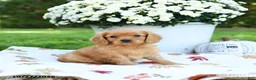 Golden Retriever dogs for sale: Luke - Ad 1