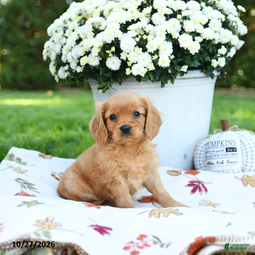 Golden Retriever dogs for sale: Luke - Ad 1