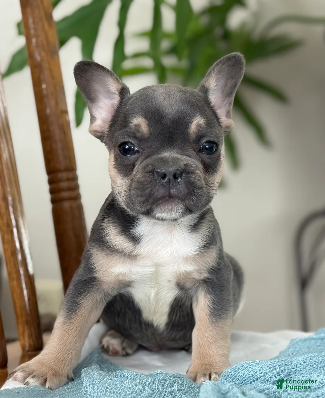 French Bulldog dogs for sale: Wyatt - Ad 2