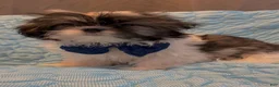 Shih Tzu dogs for sale: Prince  - Ad 4