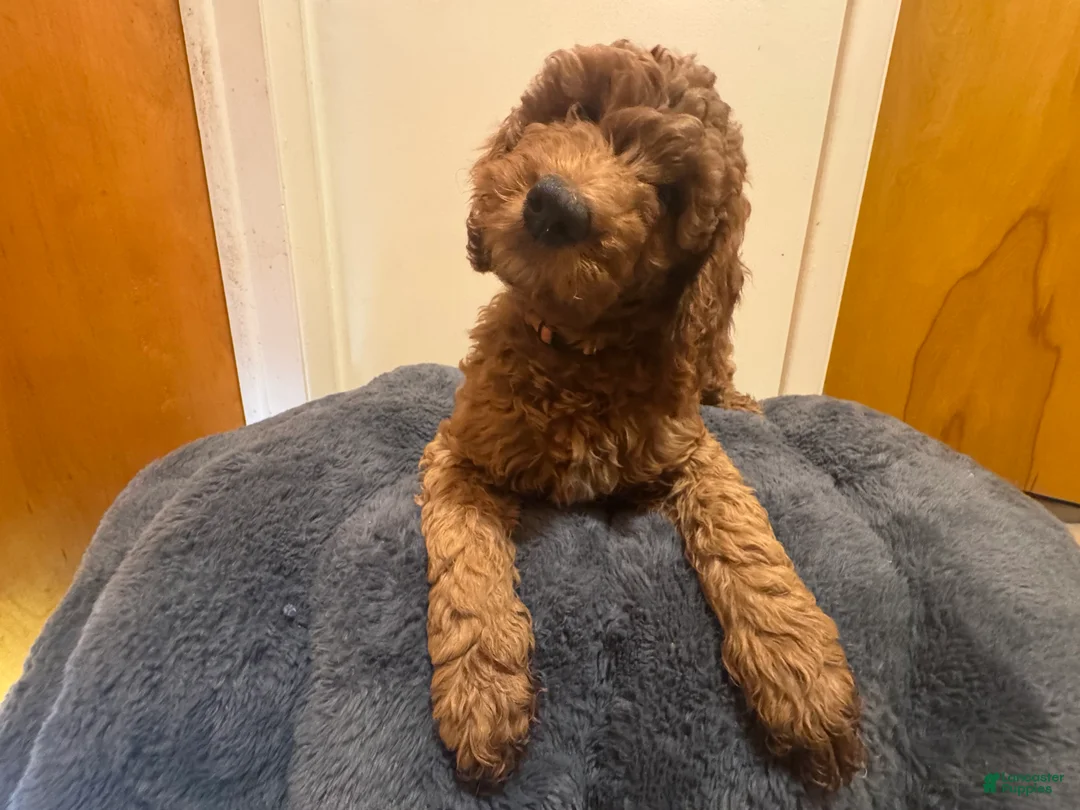 Double Doodle dogs for sale: Phoebe - Ad 1