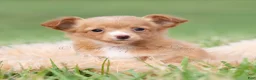 Chihuahua dogs for sale: Honeybee  - Ad 1